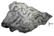 Holotype of Pruvostastraea labyrinthiformis type species of the genus