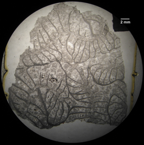 Holotype of Pruvostastraea labyrinthiformis type species of the genus