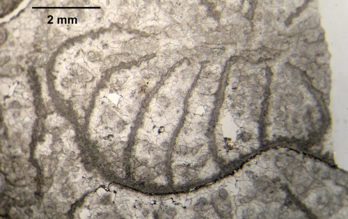 Holotype of Pruvostastraea labyrinthiformis type species of the genus