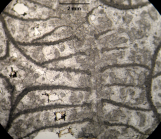 Holotype of Pruvostastraea labyrinthiformis type species of the genus