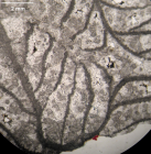 Holotype of Pruvostastraea labyrinthiformis type species of the genus