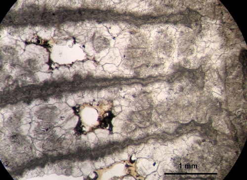 Holotype ofPruvostastraea labyrinthiformistype species of the genus