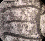 Holotype of ruvostastraea labyrinthiformis type species of the genus