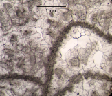 Holotype of Pruvostastraea labyrinthiformis type species of the genus
