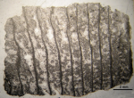 Holotype of Pruvostastraea labyrinthiformis type species of the genus
