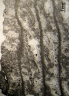 Holotype of Pruvostastraea labyrinthiformis type species of the genus