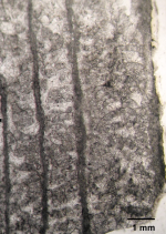 Holotype of Pruvostastraea labyrinthiformis type species of the genus