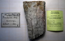 Holotype of Pruvostastraea labyrinthiformis type species of the genus