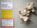 Tiaradendron germinans, figured specimen in Lauxmann 1991