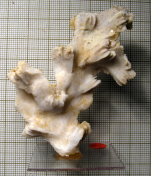 Tiaradendron germinans, figured specimen in Lauxmann 1991