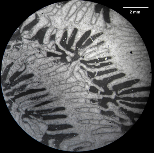 Myriophyllia rastellina. Thin section of the Alloiteau's collection