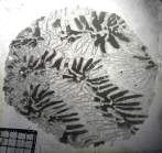 Myriophyllia rastellina. Thin section of Alloiteau's collection