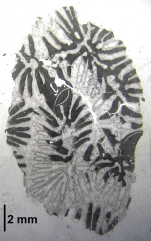 Myriophyllia rastellina Thin section of the Alloiteau's collection