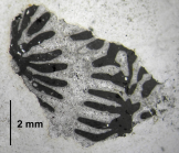 Myriophyllia rastellina Thin section of Alloiteau's collection
