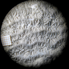 Paralectotype of Myriophyllia rastellina type species of the genus