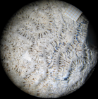 Paralectotype of Myriophyllia rastellina type species of the genus