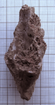 Syntype of Lithodendron diductum, type species of the genus