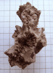 Syntype of Lithodendron diductum, type species of the genus