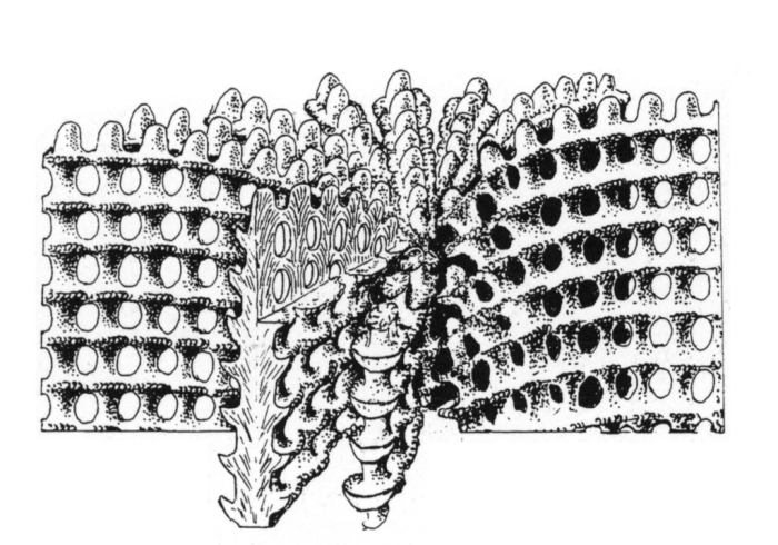 conceptual model of a corallite of Microsolena after Stolarski & Roniewicz 2001 conceptual model of a corallite of Microsolena after Stolarski & Roniewicz 2001