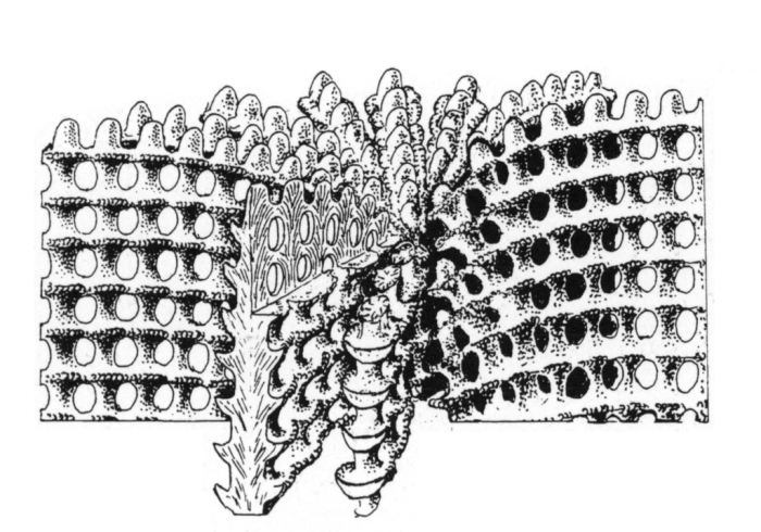 conceptual model of a corallite of Microsolena after Stolarski & Roniewicz 2001