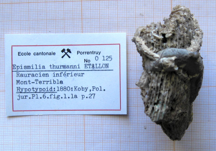syntype of Parepismilia thurmanni (Etallon) type species of the genus syntype of Parepismilia thurmanni (Etallon) type species of the genus