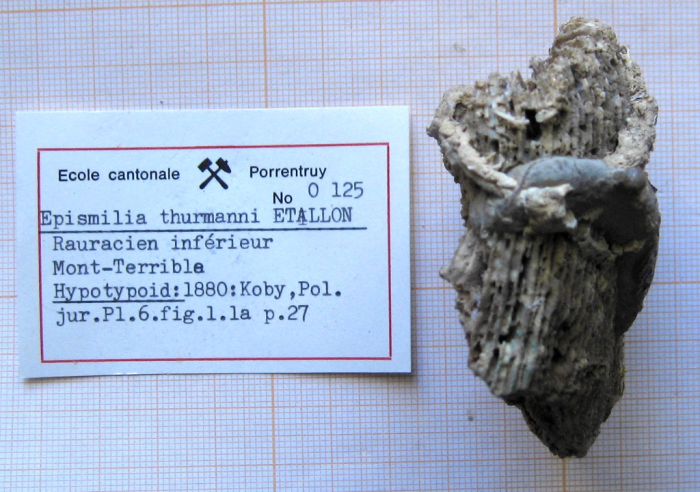 syntype of Parepismilia thurmanni (Etallon) type species of the genus