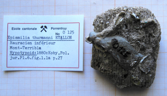 syntype of Parepismilia thurmanni (Etallon) type species of the genus syntype of Parepismilia thurmanni (Etallon) type species of the genus