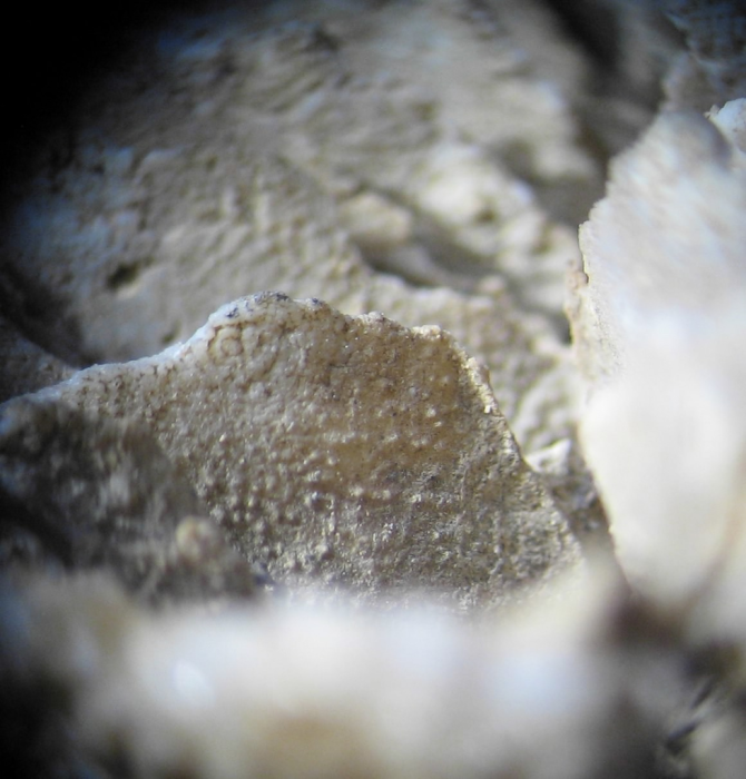syntype of Parepismilia thurmanni (Etallon) type species of the genus syntype of Parepismilia thurmanni (Etallon) type species of the genus