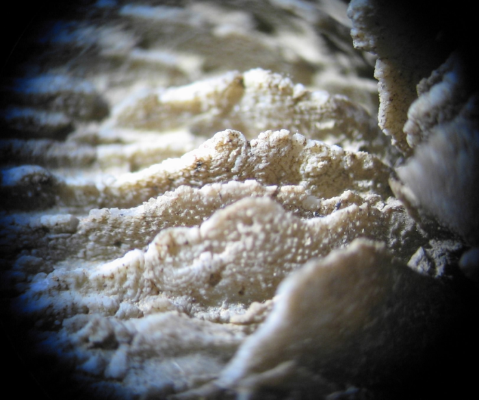 syntype of Parepismilia thurmanni (Etallon) type species of the genus syntype of Parepismilia thurmanni (Etallon) type species of the genus