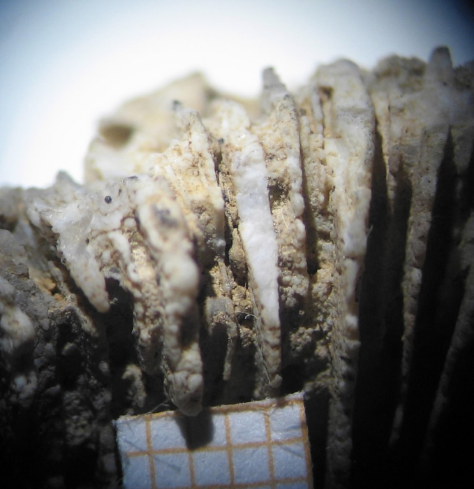 syntype of Parepismilia thurmanni (Etallon) type species of the genus syntype of Parepismilia thurmanni (Etallon) type species of the genus