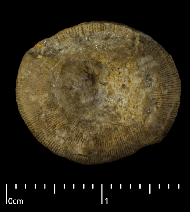 Neotype of the type species of Genabacia Neotype of the type species of Genabacia