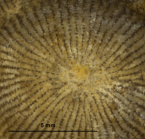 Neotype of the type species of Genabacia