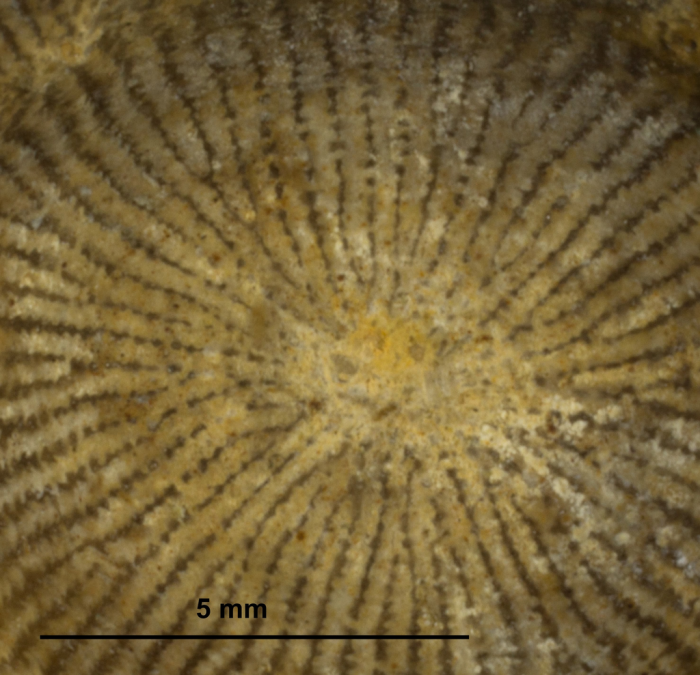 Neotype of the type species of Genabacia Neotype of the type species of Genabacia