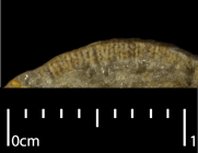 Neotype of the type species of Genabacia