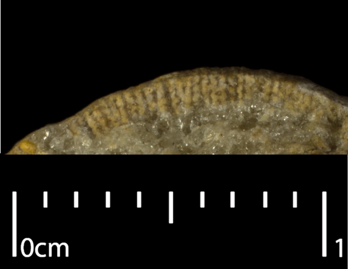 Neotype of the type species of Genabacia Neotype of the type species of Genabacia