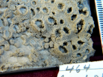 Cairnsipsammia merbeleri Baron-Szabo, 2015, holotype