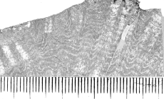 Cairnsipsammia merbeleri Baron-Szabo, 2015, holotype