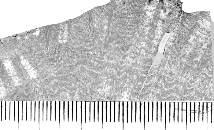 Cairnsipsammia merbeleri Baron-Szabo, 2015, holotype