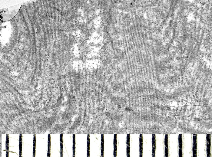 Cairnsipsammia merbeleri Baron-Szabo, 2015, holotype Cairnsipsammia merbeleri Baron-Szabo, 2015, holotype