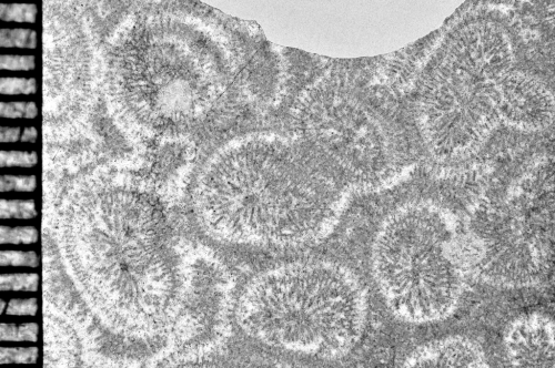 Cairnsipsammia merbeleri Baron-Szabo, 2015, holotype