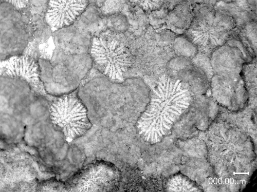 Cairnsipsammia merbeleri Baron-Szabo, 2015, holotype