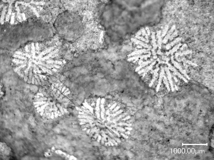 Cairnsipsammia merbeleri Baron-Szabo, 2015, holotype Cairnsipsammia merbeleri Baron-Szabo, 2015, holotype