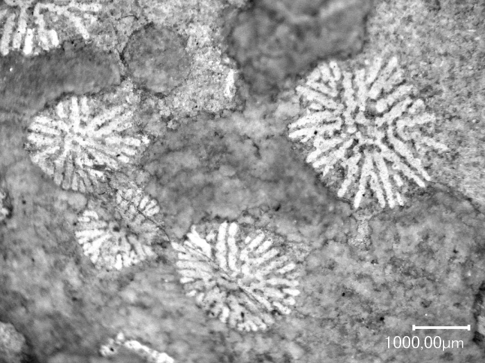 Cairnsipsammia merbeleri Baron-Szabo, 2015, holotype