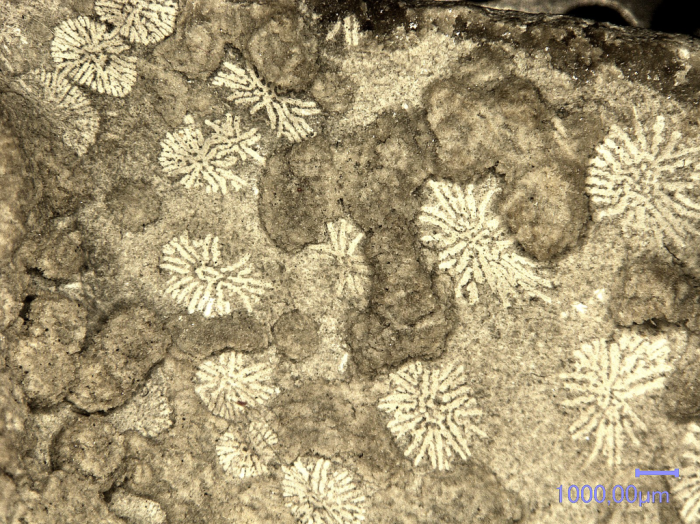 Cairnsipsammia merbeleri Baron-Szabo, 2015, holotype Cairnsipsammia merbeleri Baron-Szabo, 2015, holotype