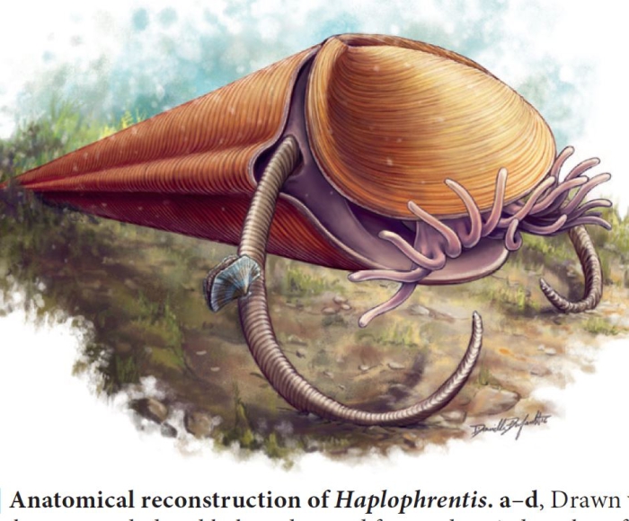 Reconstruction of Hyolith Haplophrentis on the Cambrian sea floor. Artwork by D. Dufault (in Moysiuk et al. 2017) Reconstruction of Hyolith Haplophrentis on the Cambrian sea floor. Artwork by D. Dufault (in Moysiuk et al. 2017)