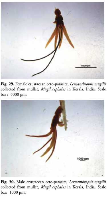 Lernanthropsis mugilii 