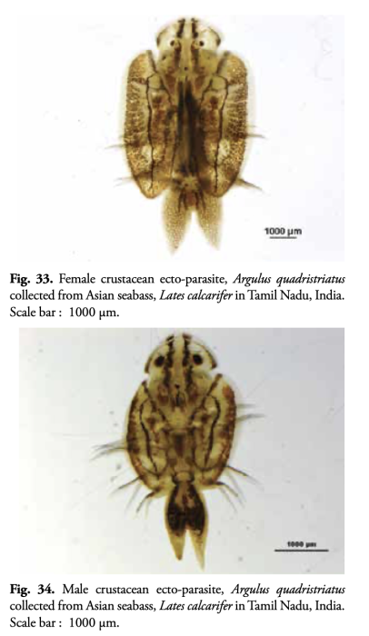 Argulus quadristriatus Argulus quadristriatus