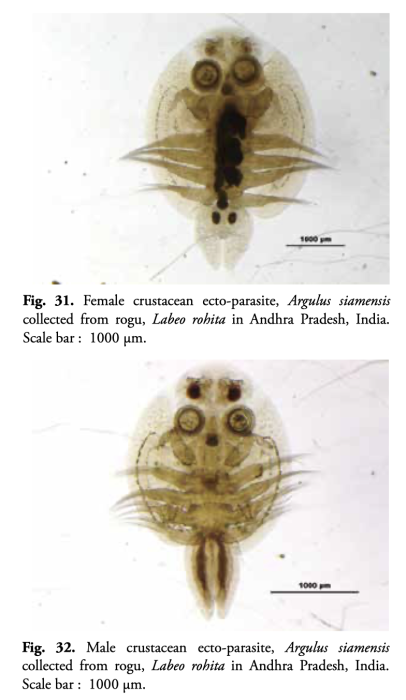 Argulus siamensis