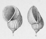 Escharella citharella Cossmann, 188, original figure pl. 10 fig. 3-4
