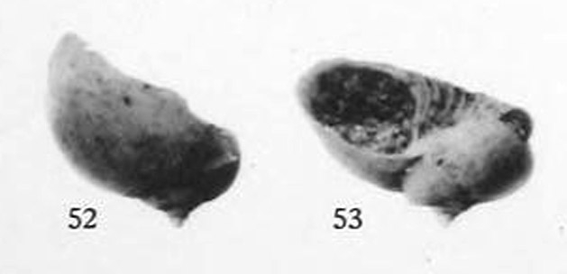 Micreschara (Macromphalina) aturensis Cossmann & Peyrot, 1919, original figure pl. 12 fig. 52-53 Micreschara (Macromphalina) aturensis Cossmann & Peyrot, 1919, original figure pl. 12 fig. 52-53
